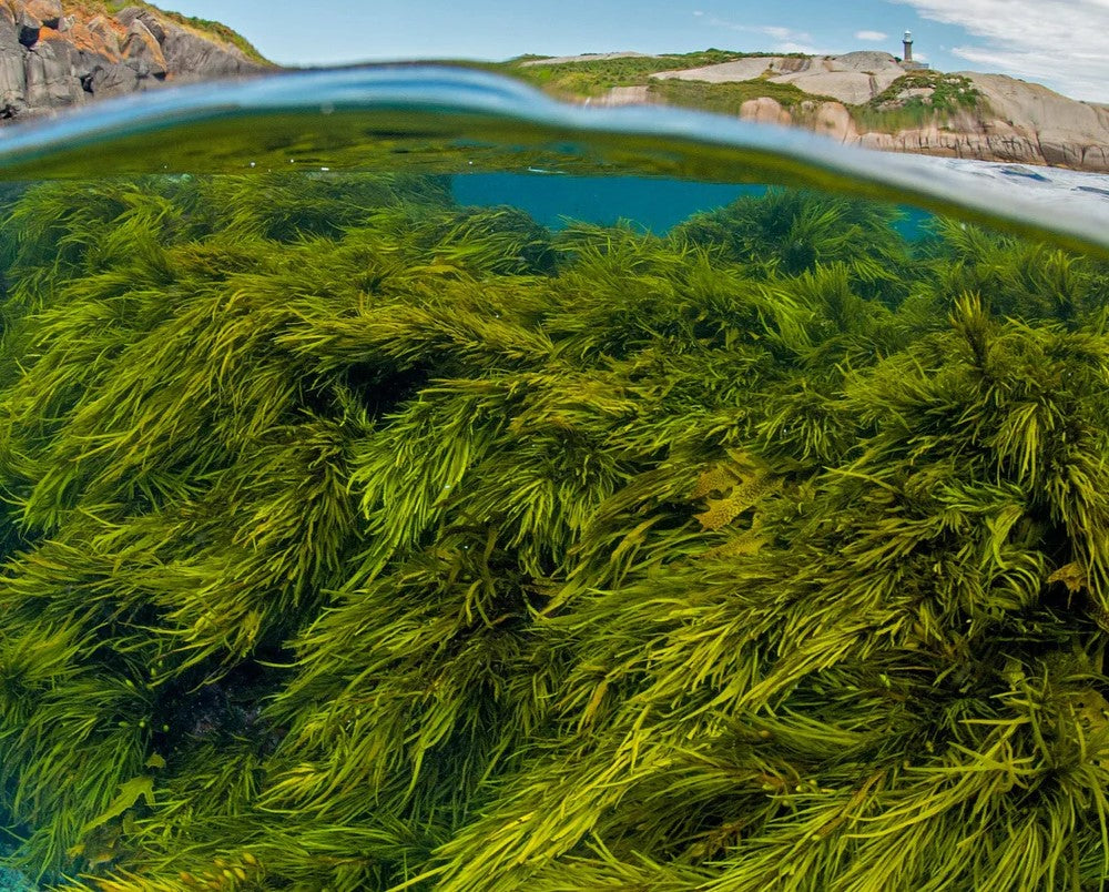 Why We Plant Seaweed for Every Short Sold