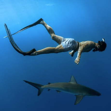 Person freediving with a shark in the ocean